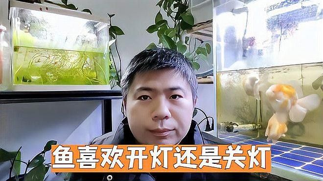 熱帶魚晚上開燈好還是不開燈好您家犬君已上線，養(yǎng)魚開燈好還是不開燈好