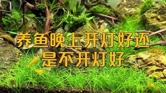 熱帶魚晚上開燈好還是不開燈好您家犬君已上線，養(yǎng)魚開燈好還是不開燈好