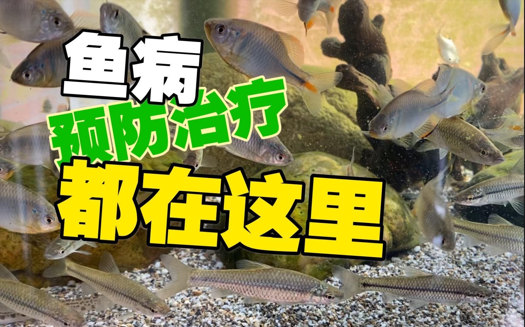 委內瑞拉紅勾丁魚的疾病防治，委內瑞拉紅勾丁魚常見的八大疾病與治療方法輕松應對