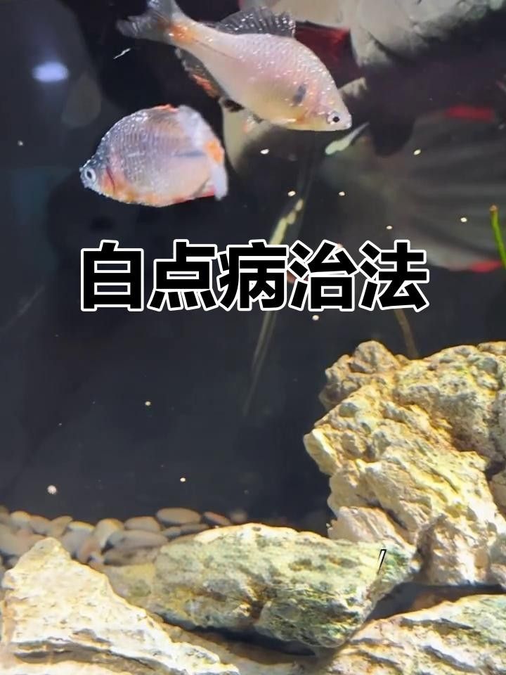 金魚白點病升溫治療需要多久金魚升溫治療需要多久，金魚升溫治療需要多久
