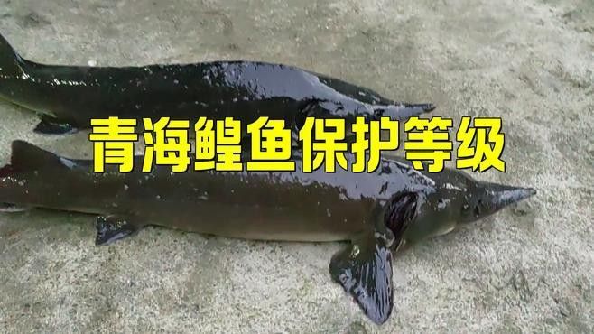 龍魚，又稱為青海湖裸鯉，是青海湖生態系統的核心物種，20-30公分龍魚飼養技巧與注意事項