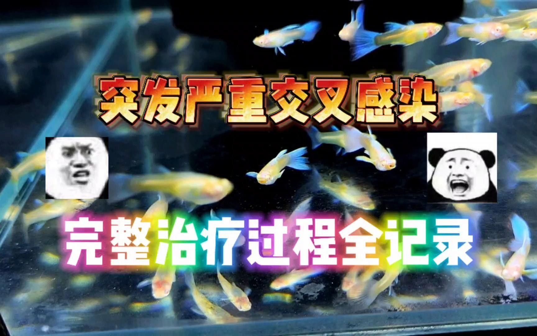 孔雀魚交叉感染了怎么辦本期完整解答嗶哩嗶哩嗶哩嗶哩嗶哩，什么是孔雀魚的交叉感染