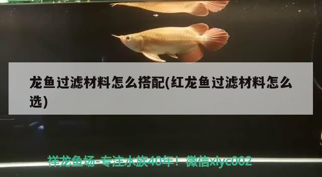 如何挑選優(yōu)質(zhì)金龍魚(yú)，圖片大全-如何挑選優(yōu)質(zhì)金龍魚(yú)