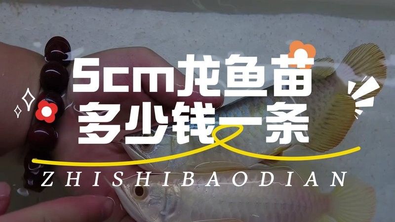 5cm龍魚苗的價格因地區、季節和品質而異，5cm龍魚苗多少錢一只，怎么飼養
