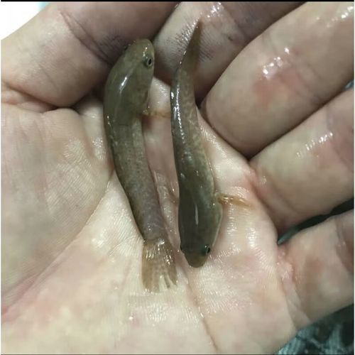 5cm龍魚苗的價格因地區、季節和品質而異，5cm龍魚苗多少錢一只，怎么飼養