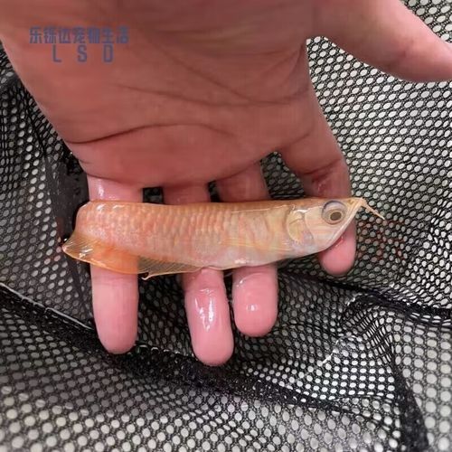 5cm龍魚苗的價格因地區、季節和品質而異，5cm龍魚苗多少錢一只，怎么飼養