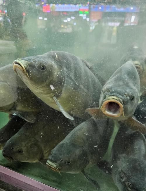 新疆布爾津龍魚的市場價格是多少？，布爾津龍魚的市場價格是多少？