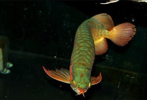 魯山綠金龍魚裝飾品的特點和制作工藝，魯山綠金龍魚裝飾品哪款性價比高優(yōu)選高性價比品牌