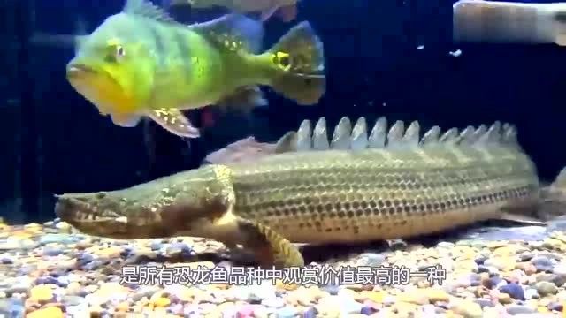 虎紋恐龍王魚，你了解多少？，虎紋恐龍王魚是什么？