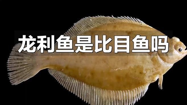 龍利魚（舌鰨）品種大揭秘，龍利魚和巴沙魚外觀差異大揭秘龍利魚和巴沙魚外觀差異大揭秘