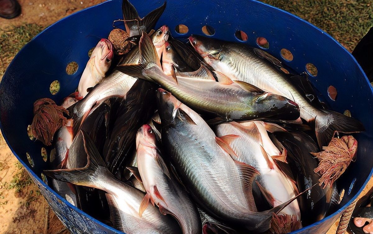 龍利魚（舌鰨）品種大揭秘，龍利魚和巴沙魚外觀差異大揭秘龍利魚和巴沙魚外觀差異大揭秘