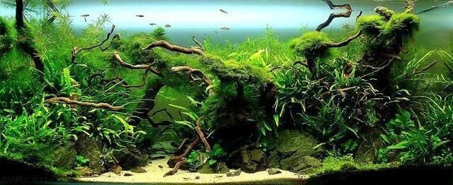 購(gòu)買五彩金龍魚需要注意哪些因素？，五彩金龍魚價(jià)格是多少五彩金龍魚的價(jià)格是多少錢一條