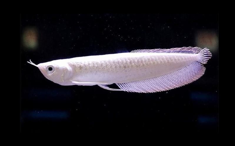 雪龍魚是海魚還是河魚學神糖糖雪龍魚的價格是多少？，雪龍魚是海魚學神糖糖雪龍魚是海魚還是河魚學神糖糖