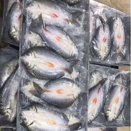 馬來西亞忘不了魚的價格每斤幾元到十幾元人民幣不等，馬來西亞忘不了魚價格每斤幾元到十幾元人民幣不等