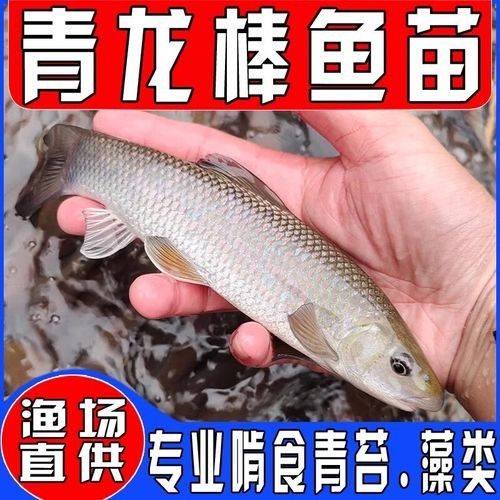 青龍漁業(yè)有哪些特色魚種，延邊青龍漁業(yè)有哪些特色魚種