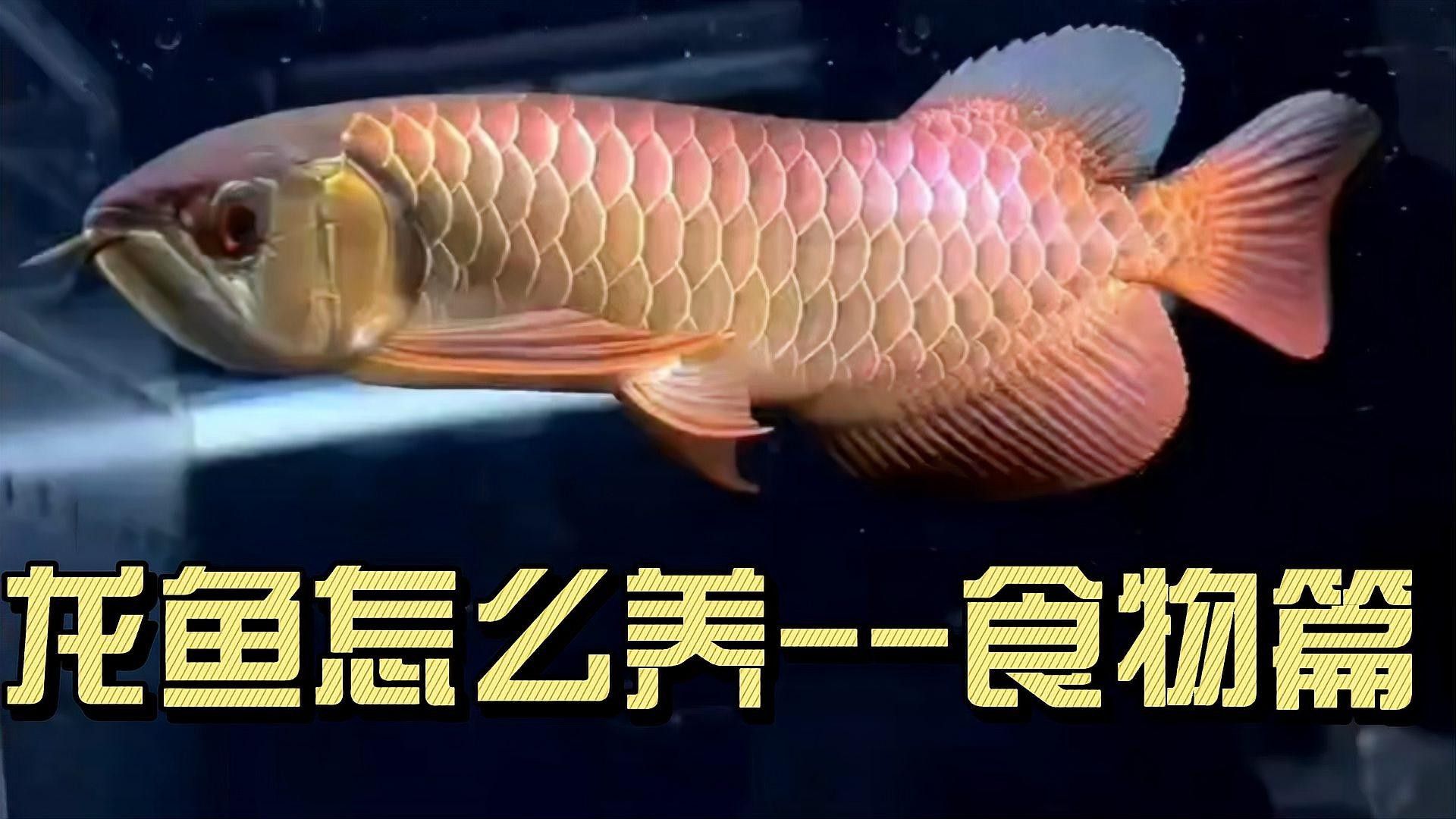 龍魚(yú)吃東西嚼碎吐出來(lái)是什么引起的波奇寵物，龍魚(yú)吃東西嚼碎吐出來(lái)是什么引起的波奇寵，金龍魚(yú)吃東西嚼碎吐出來(lái)是什么引起的波奇寵物