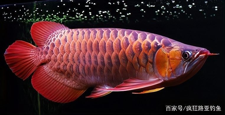 巴音布魯克紅龍魚（美麗硬骨舌魚紅色亞種）的普遍特征，巴音布魯克紅龍魚是哪里特產(chǎn)？