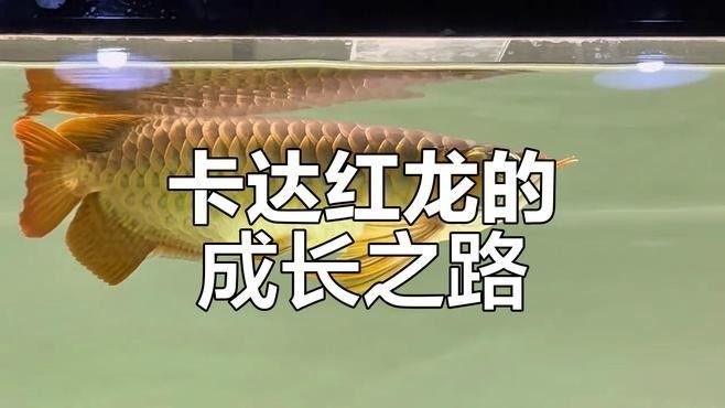 紅龍魚的市場價格如何？如何鑒別喀什紅龍魚的真偽？，喀什紅龍魚怎么養最好紅龍魚的飼養方法全攻略