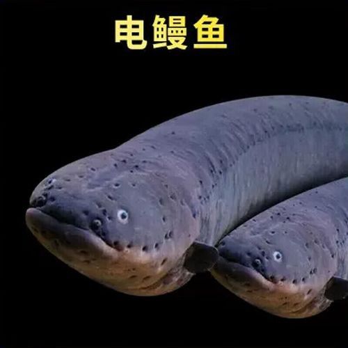 鰻魚十大名牌排名掌文辦公俠鰻魚片排行榜top10，電鰻魚十大名牌排名