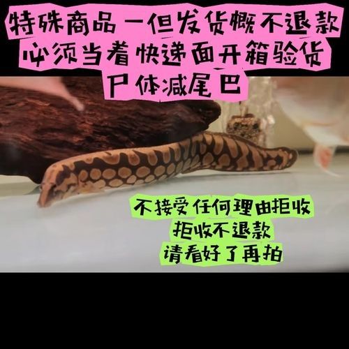 鰻魚十大名牌排名掌文辦公俠鰻魚片排行榜top10，電鰻魚十大名牌排名
