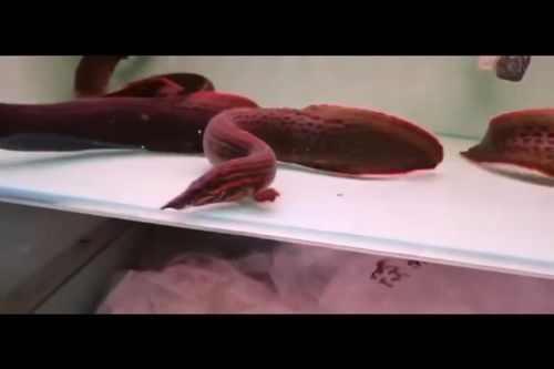 鰻魚十大名牌排名掌文辦公俠鰻魚片排行榜top10，電鰻魚十大名牌排名