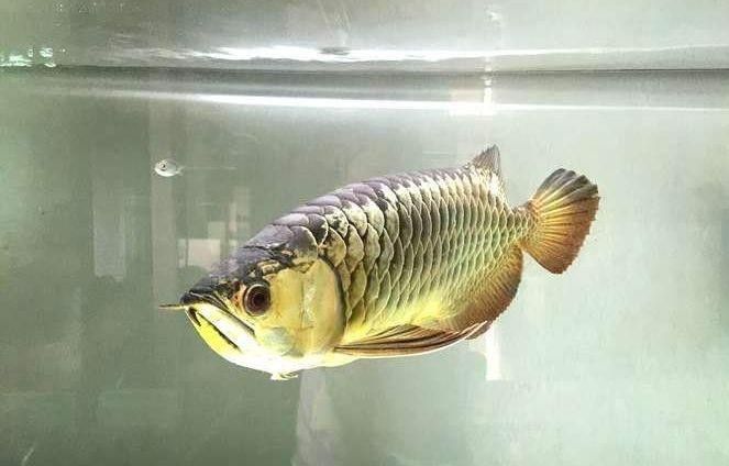 龍魚能吃生豬肉嗎，龍魚吃生豬肉會有什么反應？，龍魚可以吃生豬肉嗎