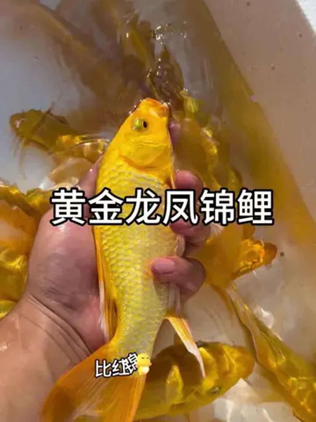 龍鳳錦鯉的飼養要點，龍鳳錦鯉為什么不建議養職霧卿聽養職霧卿聽