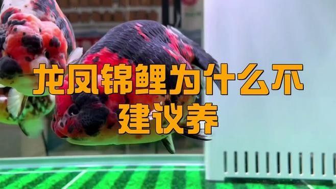 龍鳳錦鯉的飼養要點，龍鳳錦鯉為什么不建議養職霧卿聽養職霧卿聽