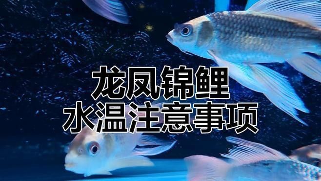 龍鳳錦鯉的飼養要點，龍鳳錦鯉為什么不建議養職霧卿聽養職霧卿聽