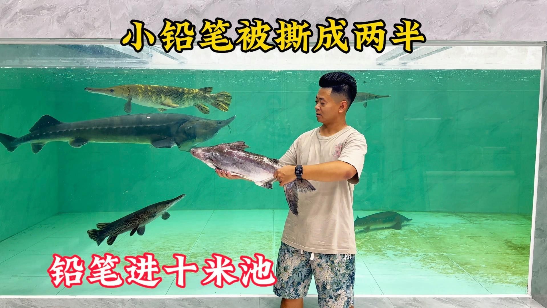 愛養魚的龍龍，，愛養魚的龍龍】新作上線嗶哩嗶哩嗶哩嗶哩嗶哩嗶哩
