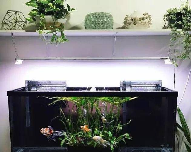 金龍魚圖片大全大圖霸氣頭像高清適合用作什么場合的頭像？，金龍魚圖片大全大圖霸氣頭像高清