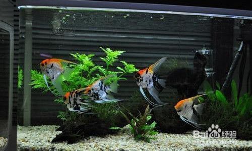 揚州五星魚缸官網查詢電話，五星魚缸官網地址查詢電話