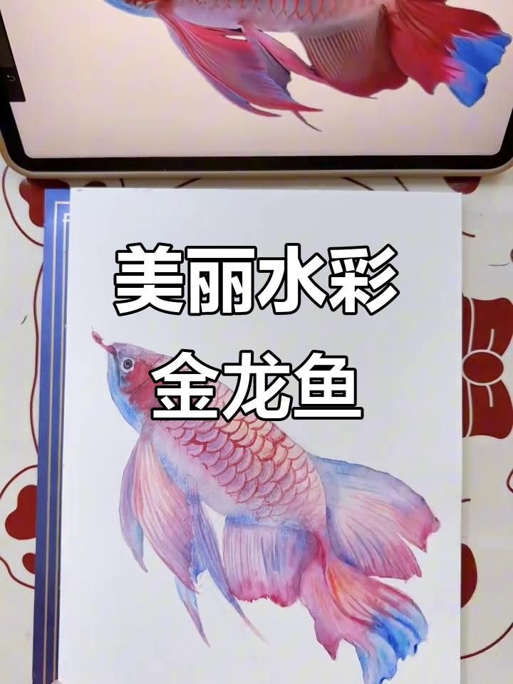 金龍魚的高清手繪圖片高清手繪教程，金龍魚圖片高清手繪圖片高清手繪圖文教程