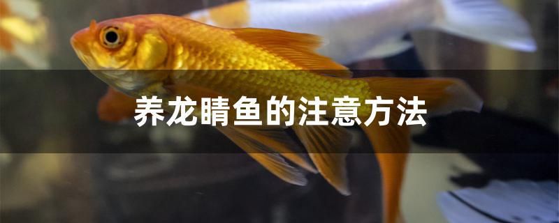 龍睛魚的飼養方法，養龍睛魚要注意飼養密度，定時定點給它喂食，眼睛會腫起來