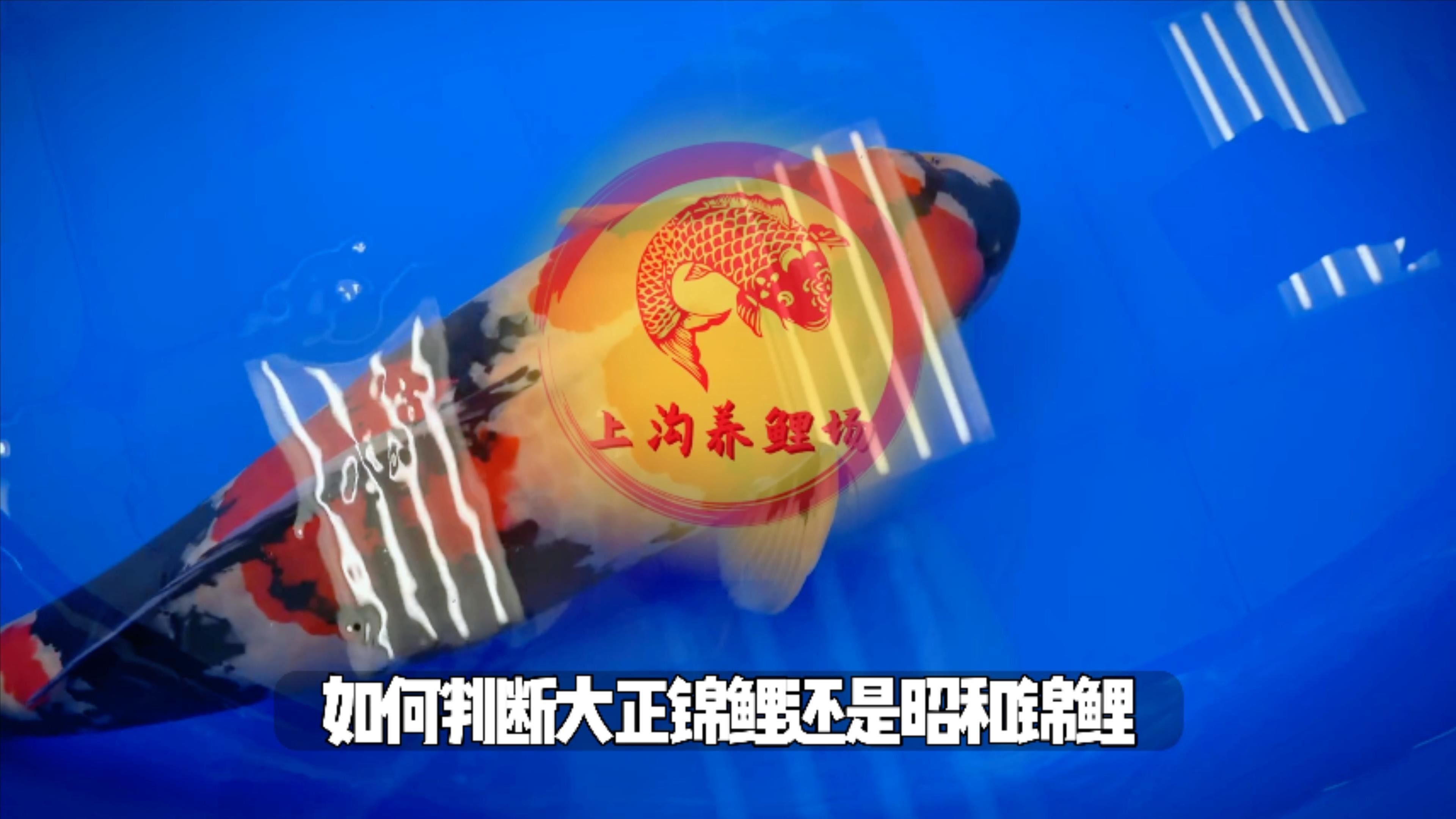 如何區分大正錦鯉和昭和錦鯉，大正錦鯉和昭和錦鯉的區別如何分辨三色錦鯉品種大揭秘