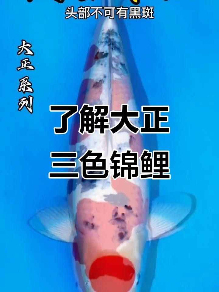 如何區分大正錦鯉和昭和錦鯉，大正錦鯉和昭和錦鯉的區別如何分辨三色錦鯉品種大揭秘