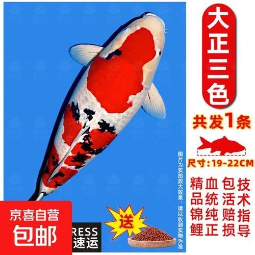 如何區分大正錦鯉和昭和錦鯉，大正錦鯉和昭和錦鯉的區別如何分辨三色錦鯉品種大揭秘