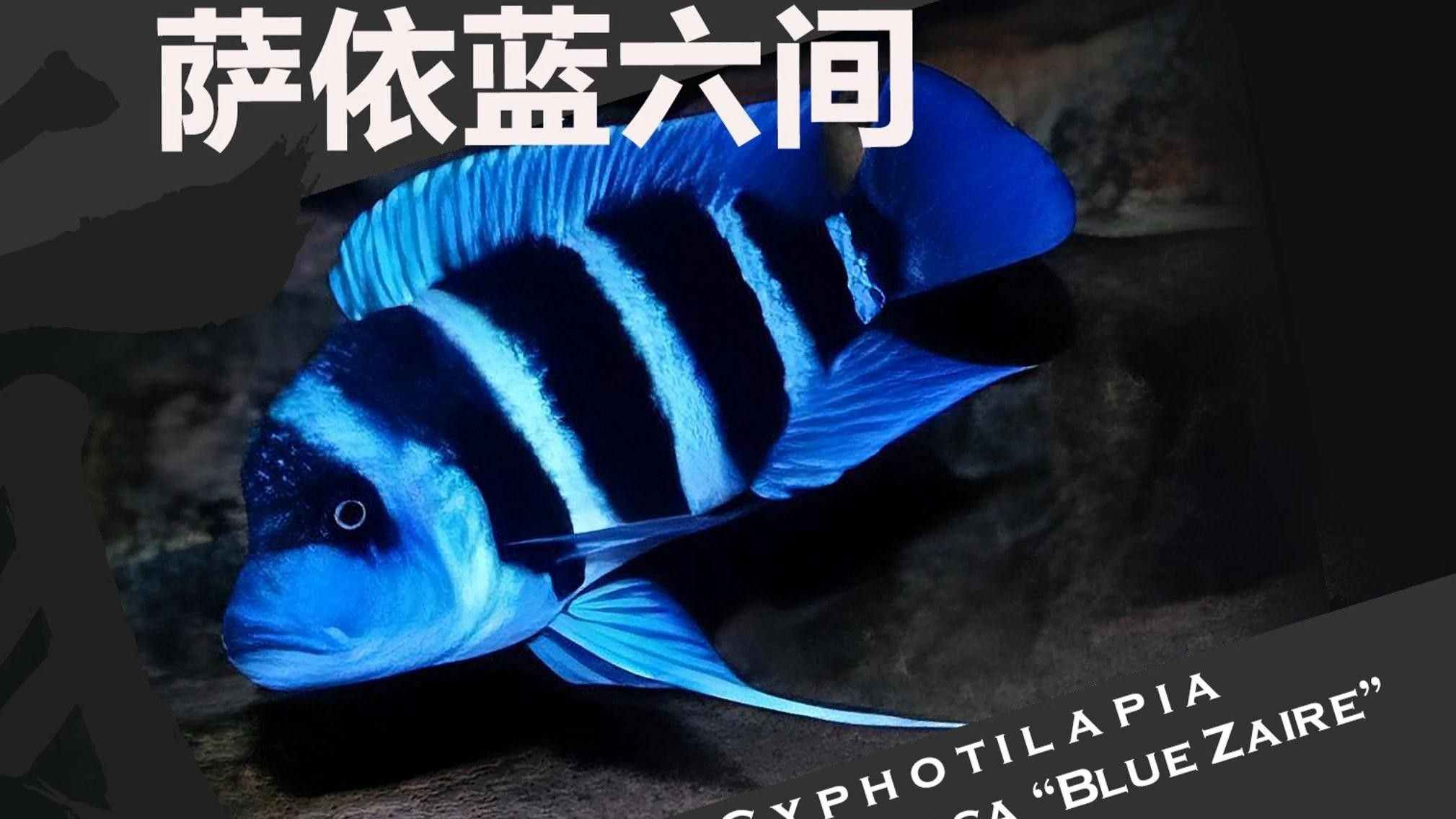 薩伊藍(lán)魚變藍(lán)最簡(jiǎn)單處理方法視頻：薩伊藍(lán)魚變藍(lán)最簡(jiǎn)單處理方法視頻，薩伊藍(lán)魚變藍(lán)最簡(jiǎn)單處理方法