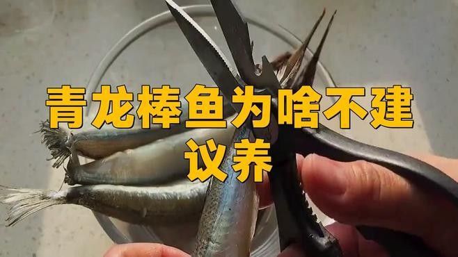 青龍棒魚不建議養青龍棒魚為啥不建議養李味集青龍棒魚，不建議養青龍棒魚的原因