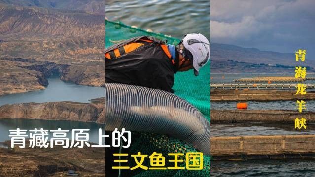龍羊峽三文魚的價(jià)格是多少？，青海龍羊峽三文魚的價(jià)格是多少？ 龍羊峽三文魚的價(jià)格是多少？，青海龍羊峽三文魚的價(jià)格是多少？ 觀賞魚百科 第8張