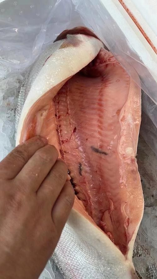 龍羊峽三文魚的價(jià)格是多少？，青海龍羊峽三文魚的價(jià)格是多少？ 龍羊峽三文魚的價(jià)格是多少？，青海龍羊峽三文魚的價(jià)格是多少？ 觀賞魚百科 第6張