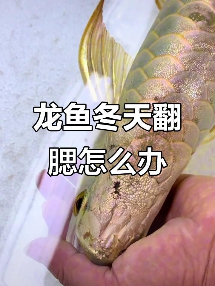 龍魚鰓合不攏是常見的問題，龍魚鰓合不攏的解決方法，龍魚翻腮的原因及解決方法