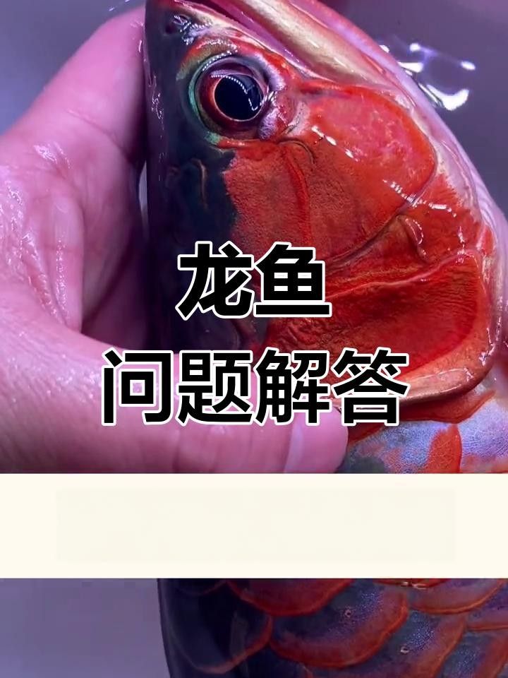 龍魚鰓合不攏是常見的問題，龍魚鰓合不攏的解決方法，龍魚翻腮的原因及解決方法