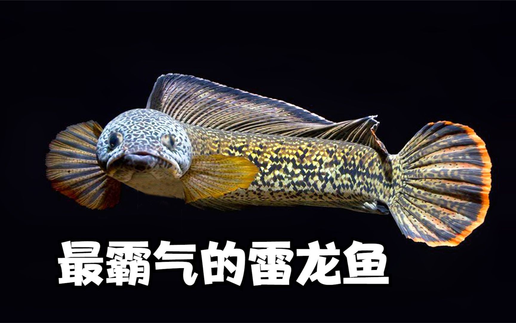 雷龍魚是國家保護動物嗎，雷龍魚是保護動物嗎
