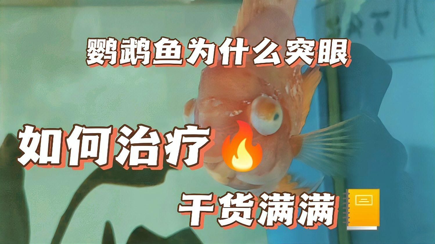 鸚鵡魚常見的白點病癥狀和防治方法，鸚鵡魚常見疾病的防治方法