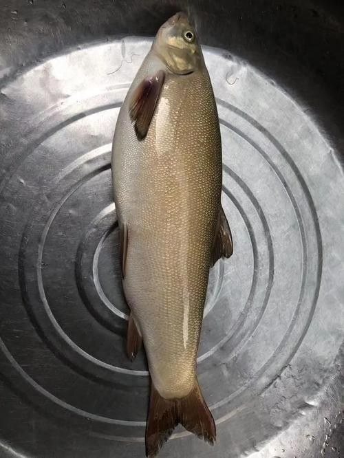 雅魚的價格是多少？雅魚有哪些營養價值？，舌尖上的<strong><mark>雅安</mark></strong>——雅魚