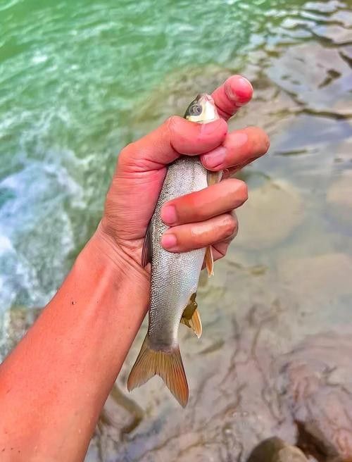 雅魚的價(jià)格是多少？雅魚有哪些營(yíng)養(yǎng)價(jià)值？，舌尖上的雅安——雅魚