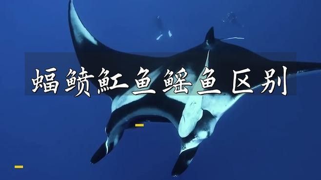 鰩魚和鰩魚的區(qū)別，你知道嗎？，鰩魚和魟魚的區(qū)別