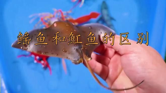 鰩魚和鰩魚的區別，你知道嗎？，鰩魚和魟魚的區別