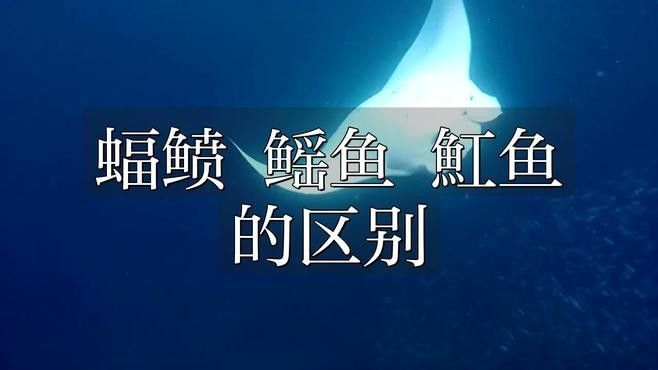 鰩魚和鰩魚的區別，你知道嗎？，鰩魚和魟魚的區別
